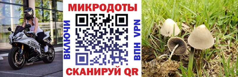 Псилоцибиновые грибы прущие грибы  Сясьстрой 